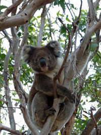 koala